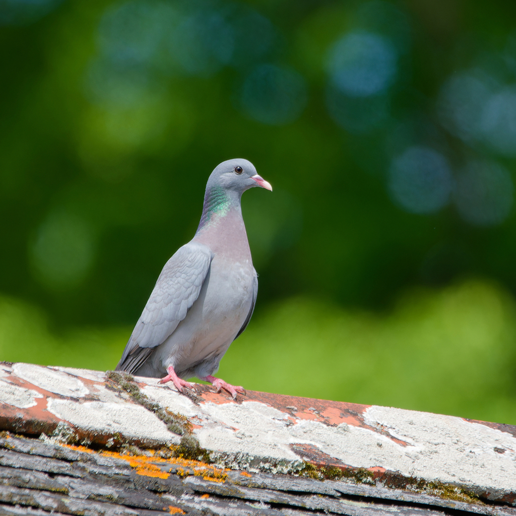 Stock Dove